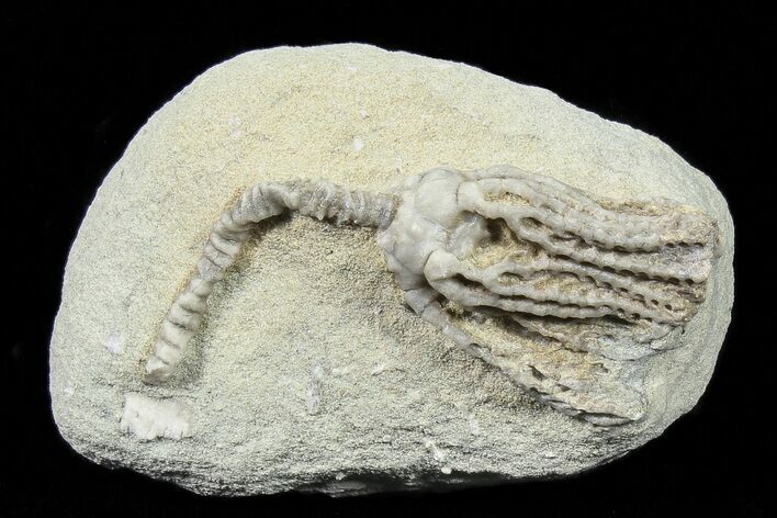 Platycrinites Crinoid Fossil - Crawfordsville, Indiana #78295